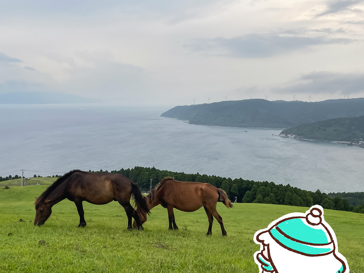野生の馬が生息してる「都井岬(といみさき)」に行ってみた！／宮崎県串間