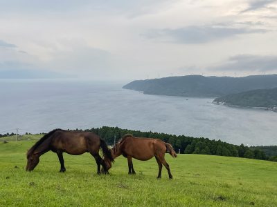 野生の馬が生息してる「都井岬(といみさき)」に行ってみた！／宮崎県串間市