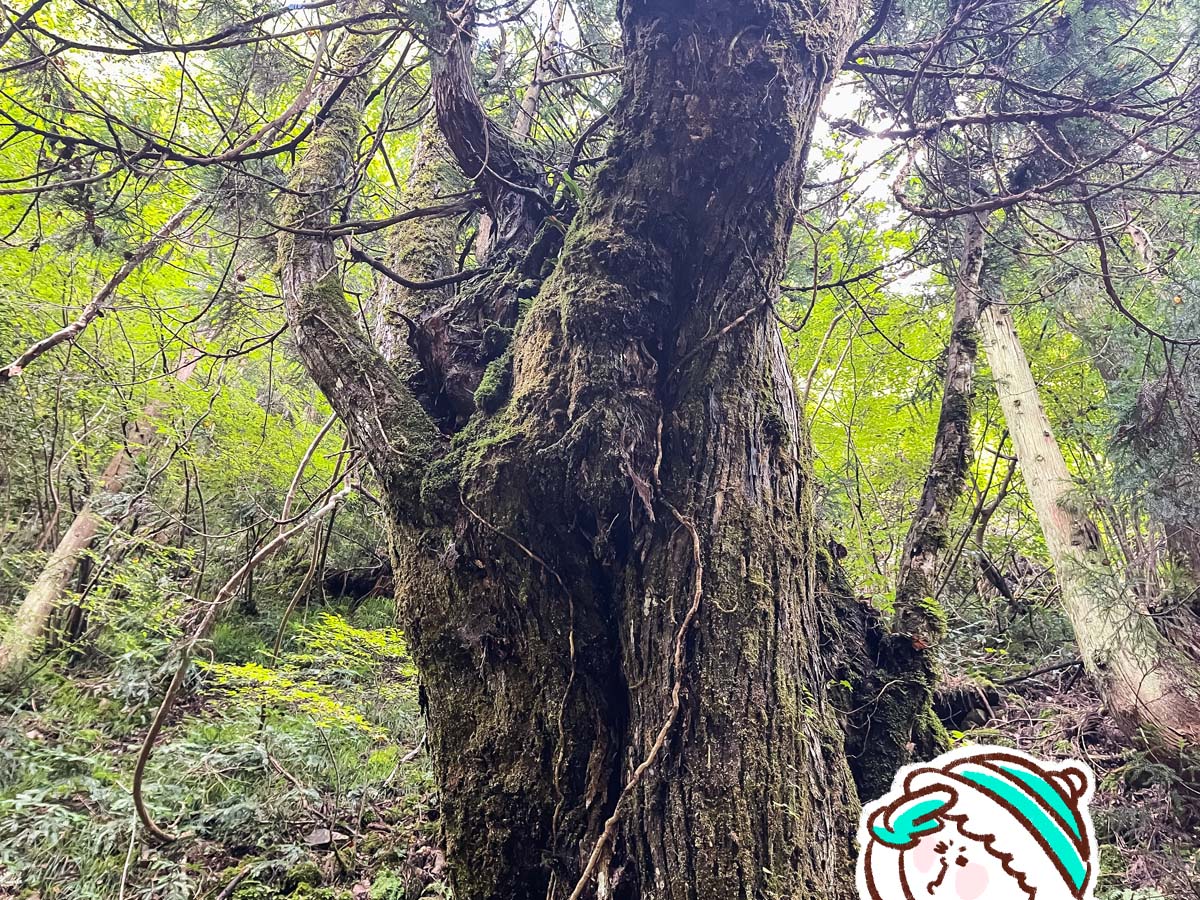 竜頭峡にある「ナメラ滝」「二段滝」「奥の滝」見てきたよ！／広島県安芸太田町