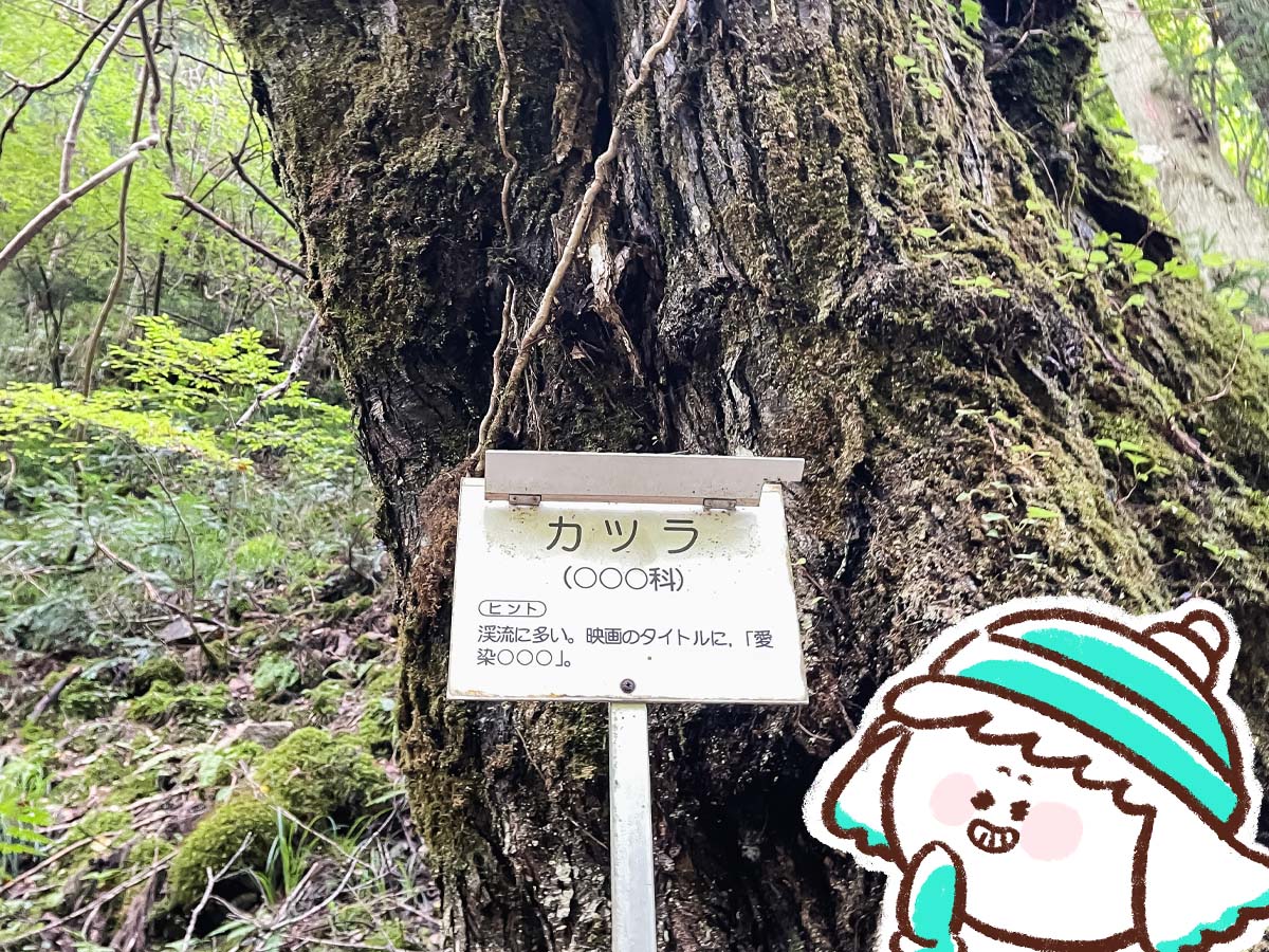 竜頭峡にある「ナメラ滝」「二段滝」「奥の滝」見てきたよ！／広島県安芸太田町