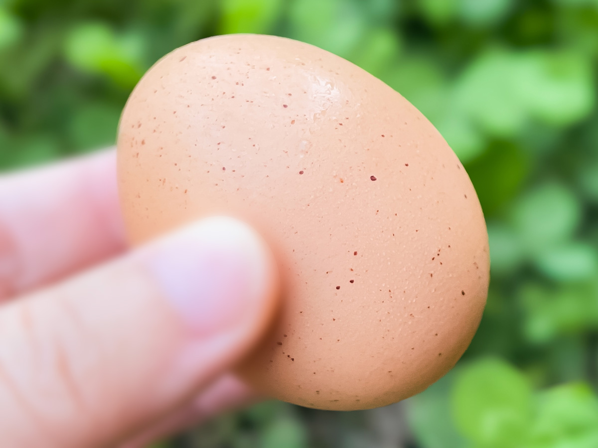 平飼い自然養鶏場「砂谷コッコ村」の卵を買ってみたよ!/広島県湯来町
