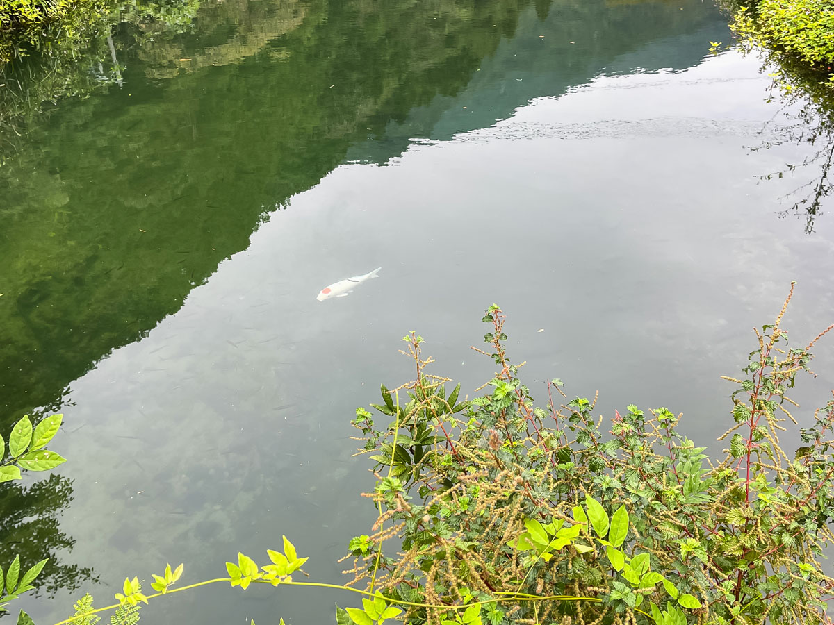 「湯来つり堀」で釣った”鮎”を塩焼き・唐揚げにしてもらって食べた!/広島県湯来町