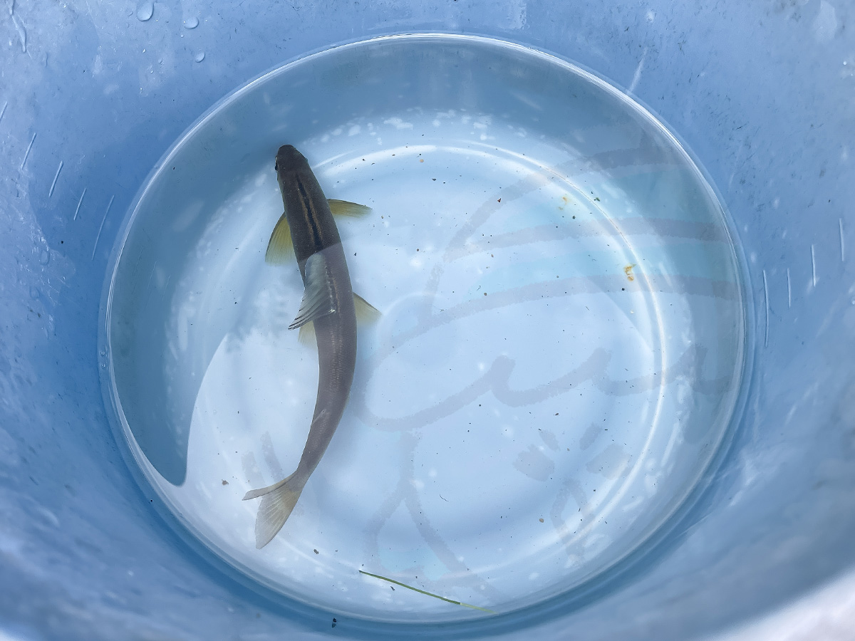 「湯来つり堀」で釣った”鮎”を塩焼き・唐揚げにしてもらって食べた!/広島県湯来町