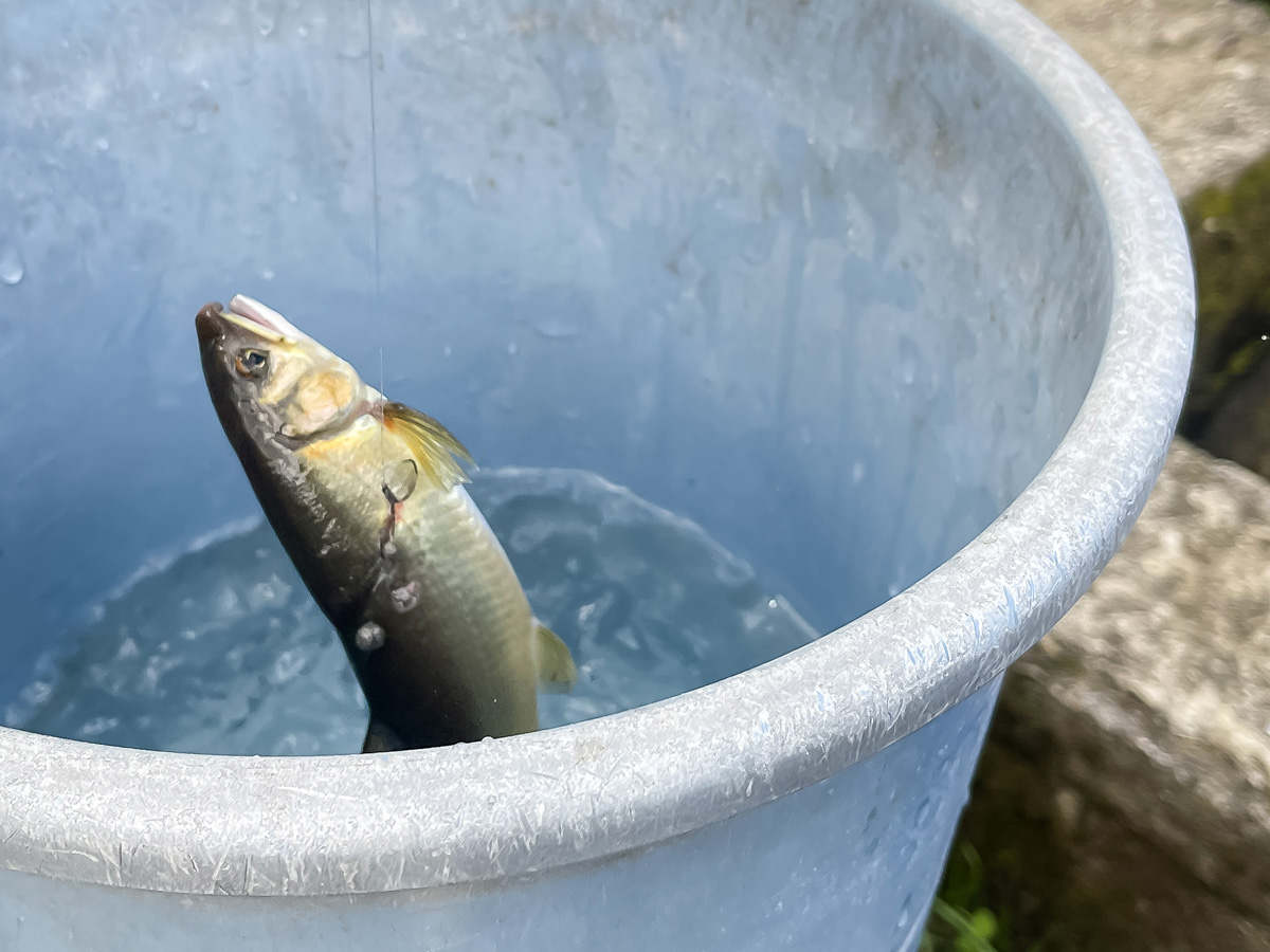 「湯来つり堀」で釣った”鮎”を塩焼き・唐揚げにしてもらって食べた!/広島県湯来町