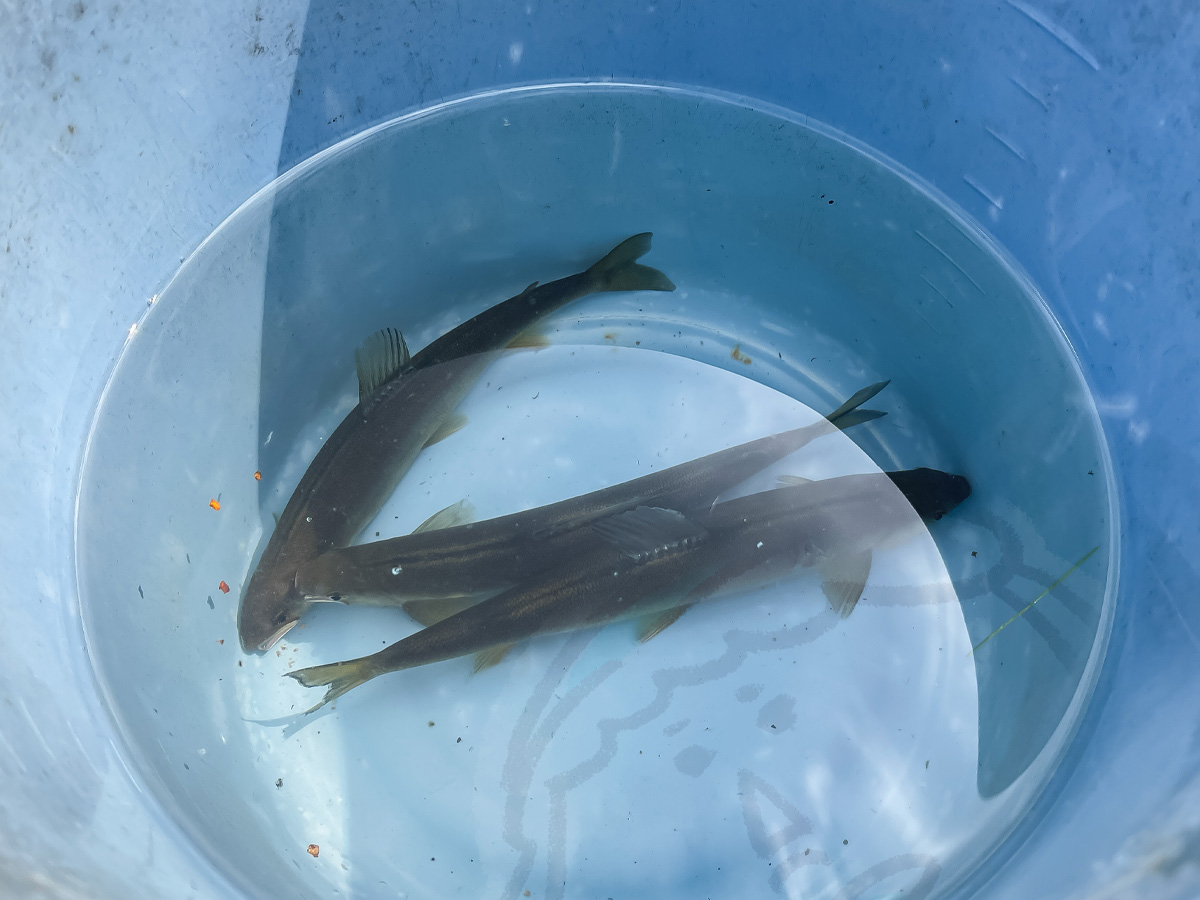 「湯来つり堀」で釣った”鮎”を塩焼き・唐揚げにしてもらって食べた!/広島県湯来町