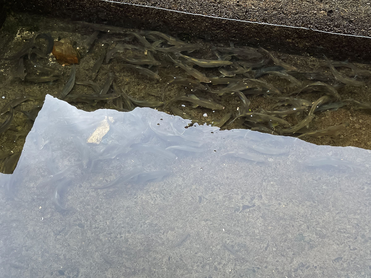 「湯来つり堀」で釣った”鮎”を塩焼き・唐揚げにしてもらって食べた!/広島県湯来町