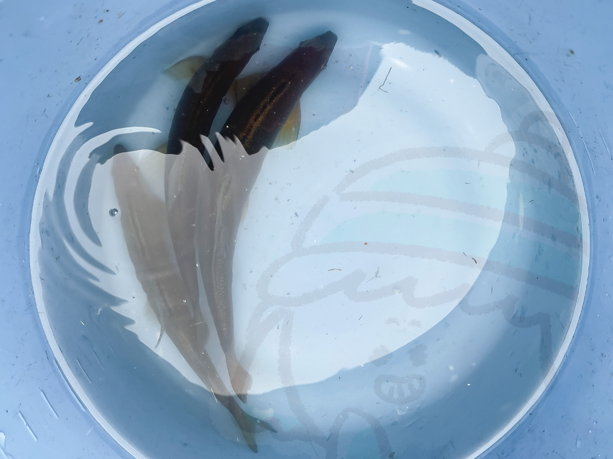 「湯来つり堀」で釣った”鮎”を塩焼き・唐揚げにしてもらって食べた!/広島県湯来町