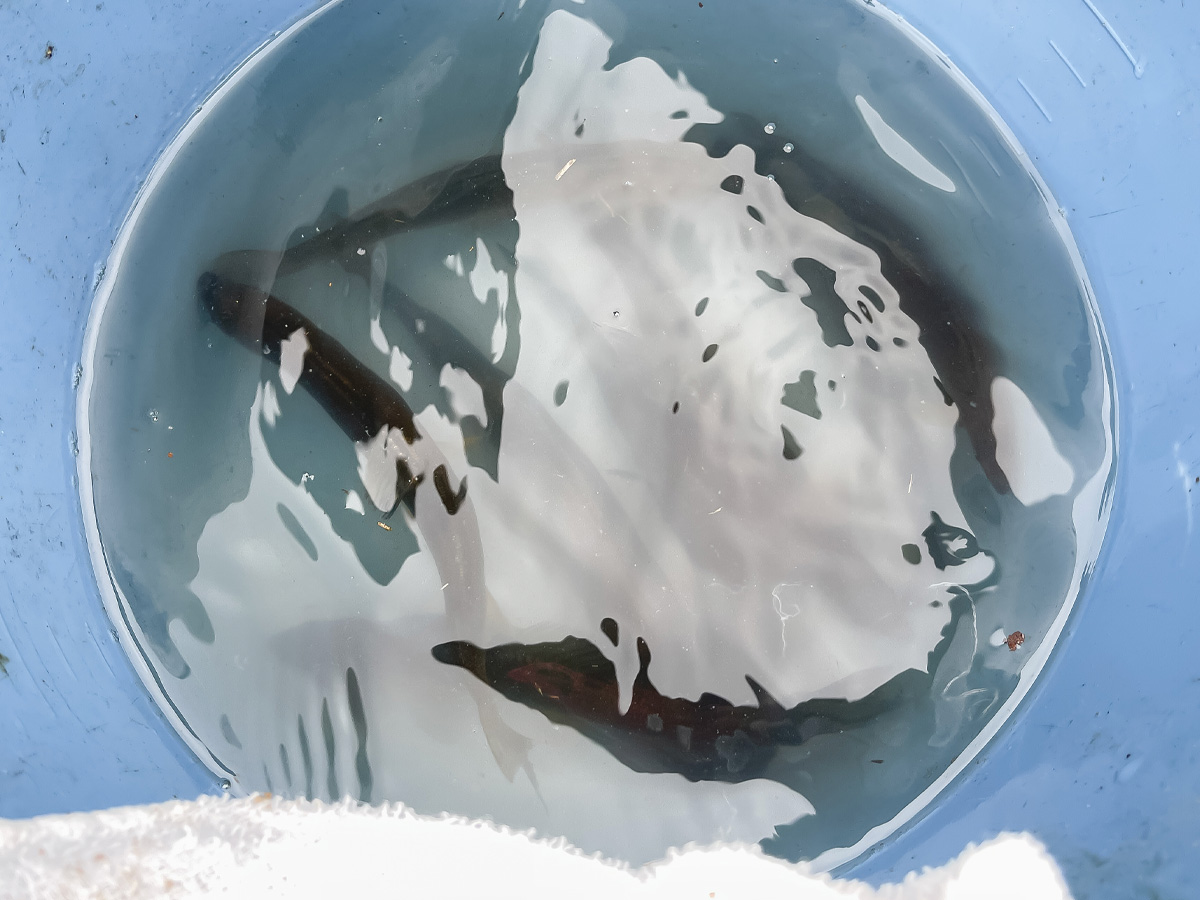 「湯来つり堀」で釣った”鮎”を塩焼き・唐揚げにしてもらって食べた!/広島県湯来町