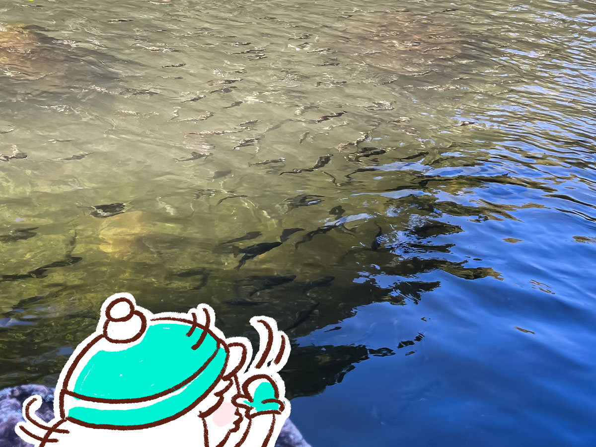 つり堀亭「にしむら」で渓流魚アマゴとイワナ釣って料理にしてもらったよ/広島県吉和