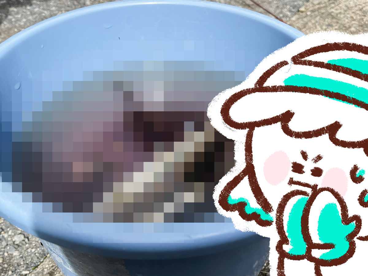 つり堀亭「にしむら」で渓流魚アマゴとイワナ釣って料理にしてもらったよ/広島県吉和