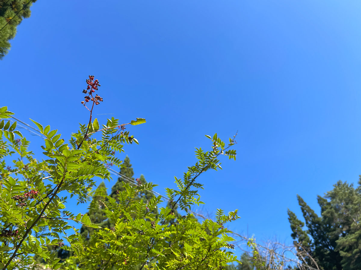 つり堀亭「にしむら」で渓流魚アマゴとイワナ釣って料理にしてもらったよ/広島県吉和