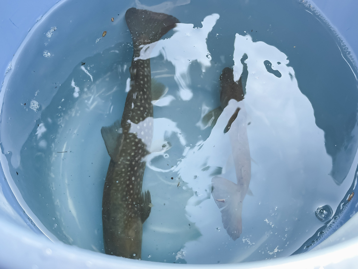 つり堀亭「にしむら」で渓流魚アマゴとイワナ釣って料理にしてもらったよ/広島県吉和