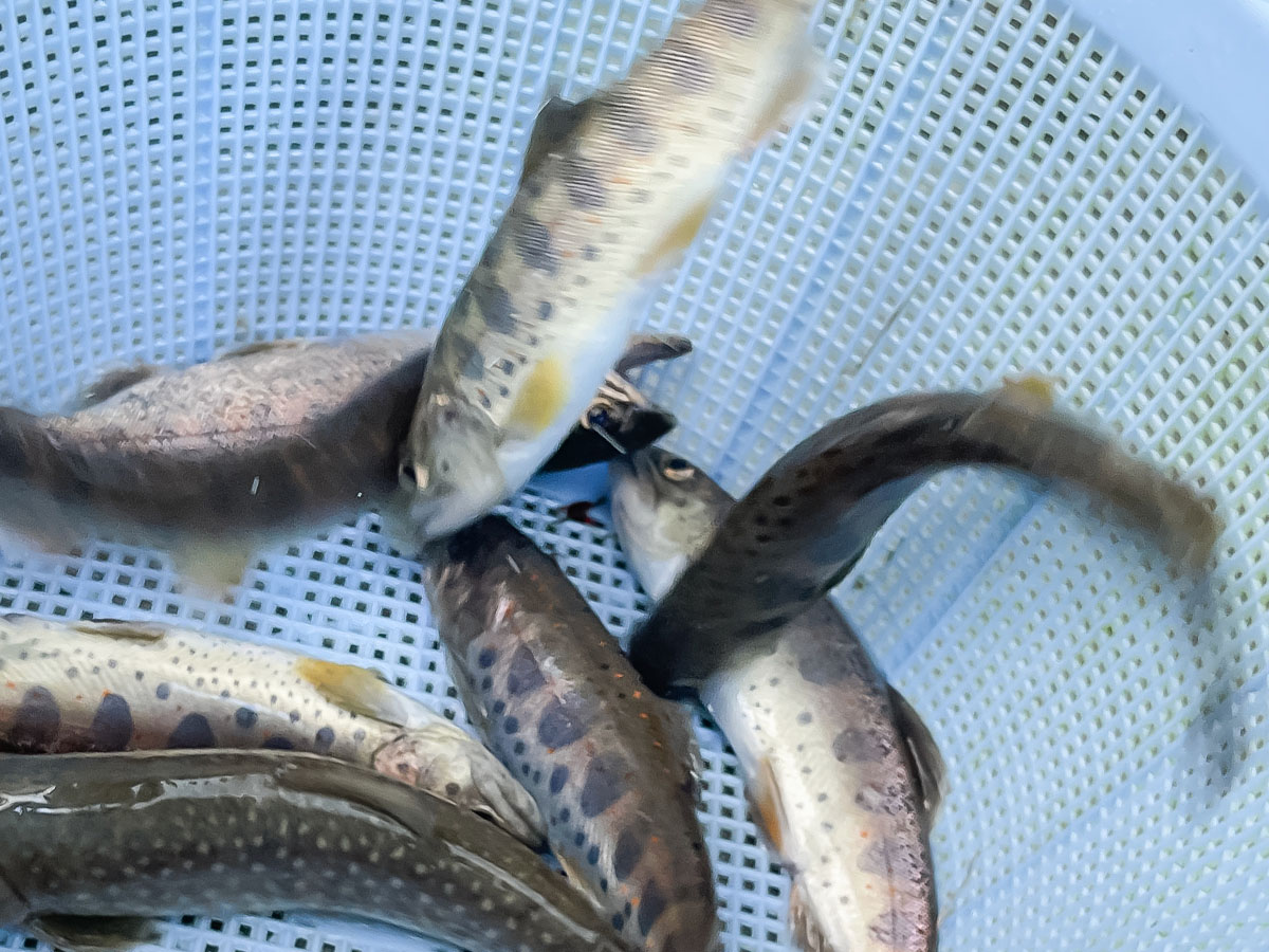 つり堀亭「にしむら」で渓流魚アマゴとイワナ釣って料理にしてもらったよ/広島県吉和