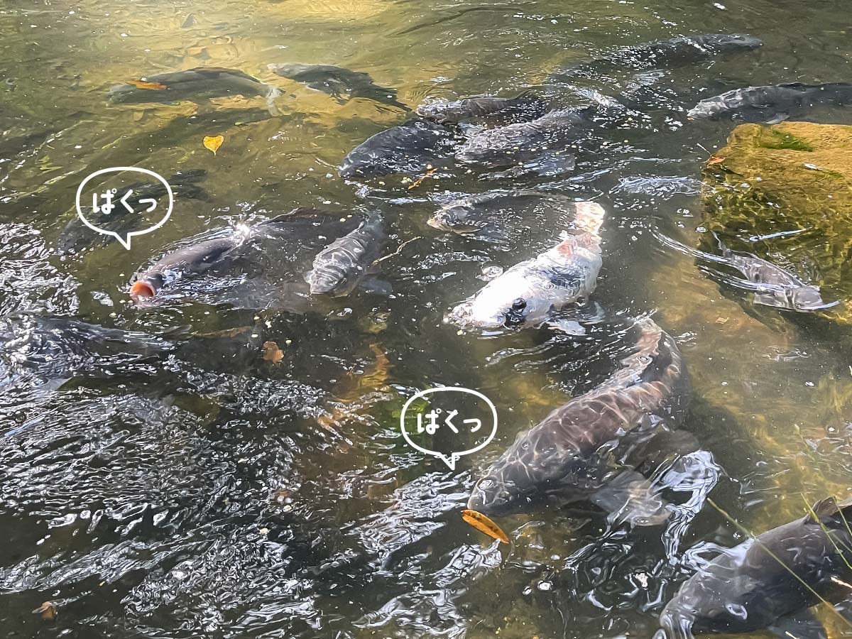 パワースポットの「東霧島神社(つまきりしまじんじゃ)」に行ってみたよ／宮崎県都城市