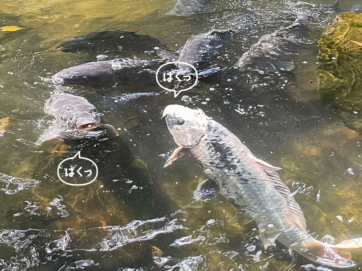 パワースポットの「東霧島神社(つまきりしまじんじゃ)」に行ってみたよ／宮崎県都城市