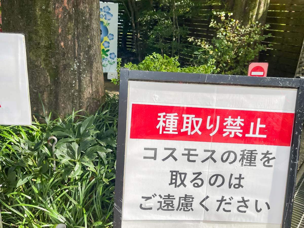 生駒高原「花の駅」にコスモスの花畑を見に行ってみたよ／宮崎県小林市