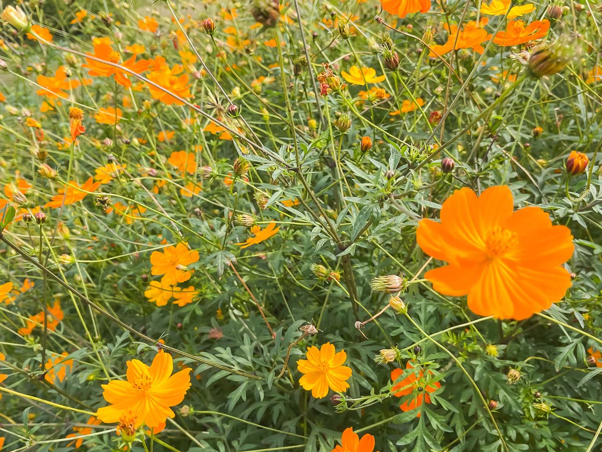 生駒高原「花の駅」にコスモスの花畑を見に行ってみたよ／宮崎県小林市