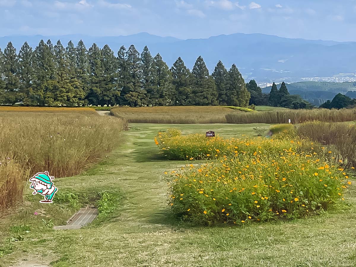 生駒高原「花の駅」にコスモスの花畑を見に行ってみたよ／宮崎県小林市