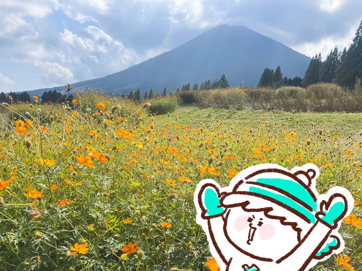 生駒高原「花の駅」にコスモスの花畑を見に行ってみたよ／宮崎県小林市