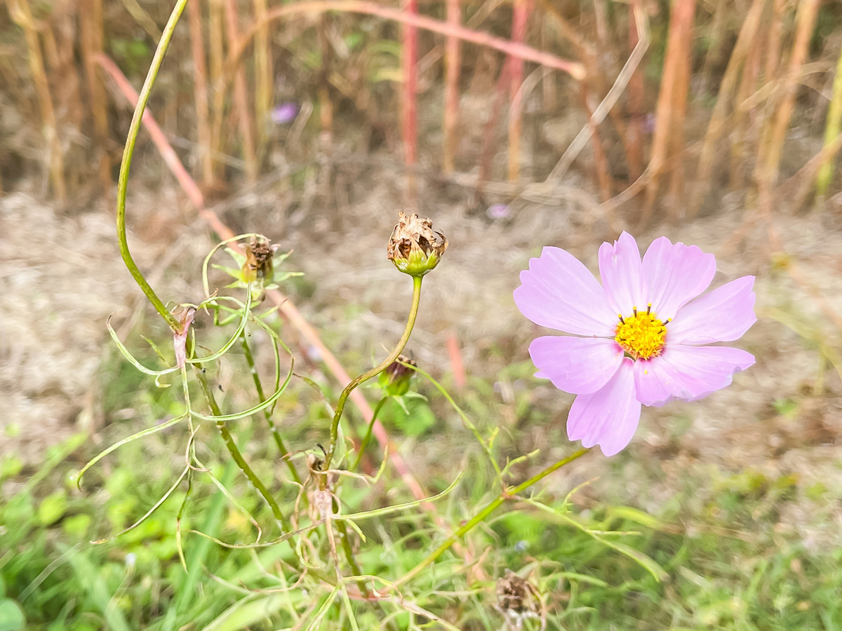 生駒高原「花の駅」にコスモスの花畑を見に行ってみたよ／宮崎県小林市
