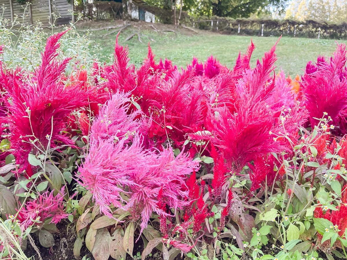 生駒高原「花の駅」にコスモスの花畑を見に行ってみたよ／宮崎県小林市