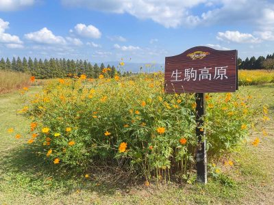 生駒高原「花の駅」にコスモスの花畑を見に行ってみたよ／宮崎県小林市
