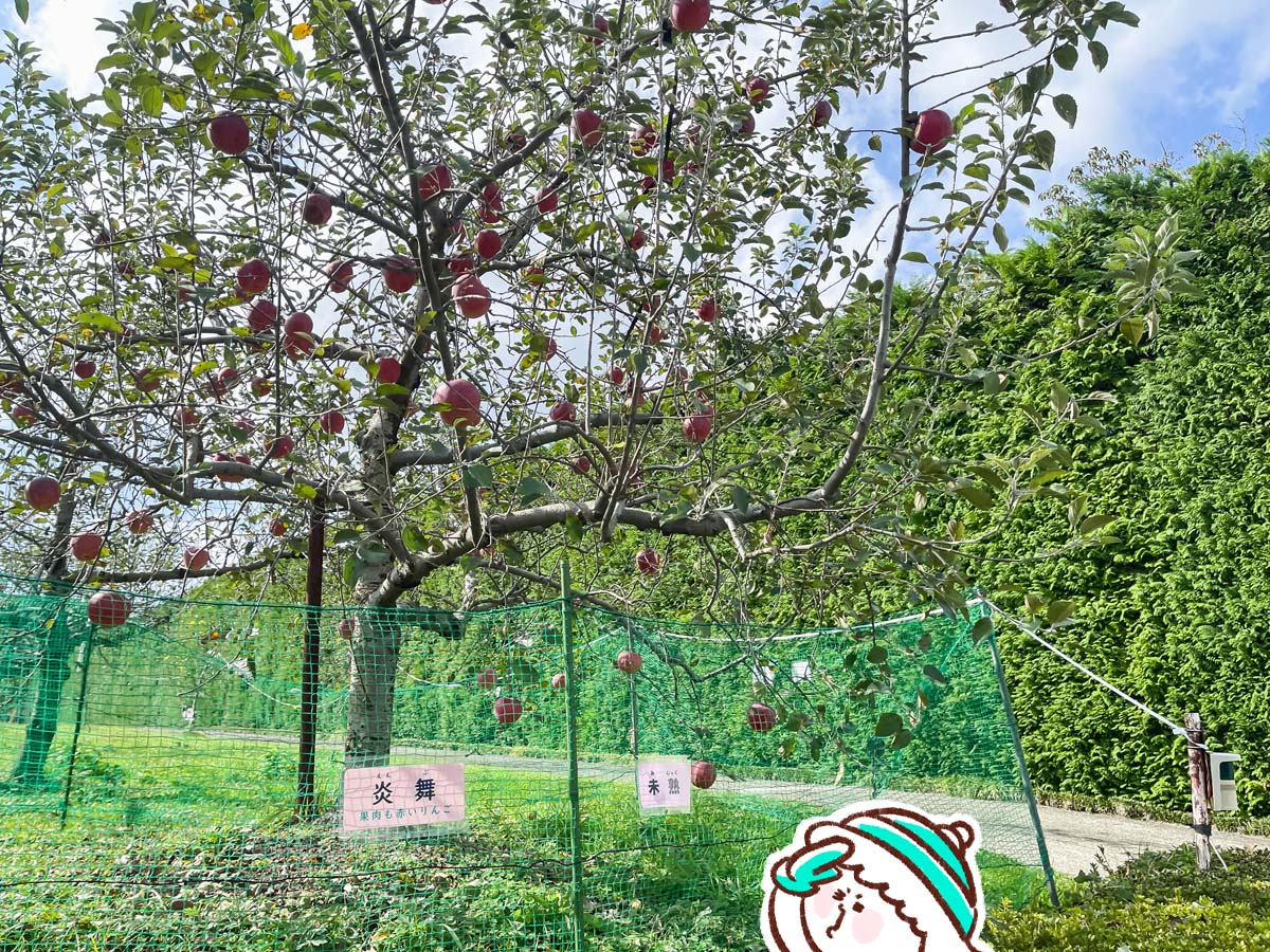 「生駒高原りんご園」で"ふじ"と"ぐんま名月"のりんご狩りしてみた！／宮崎県小林市