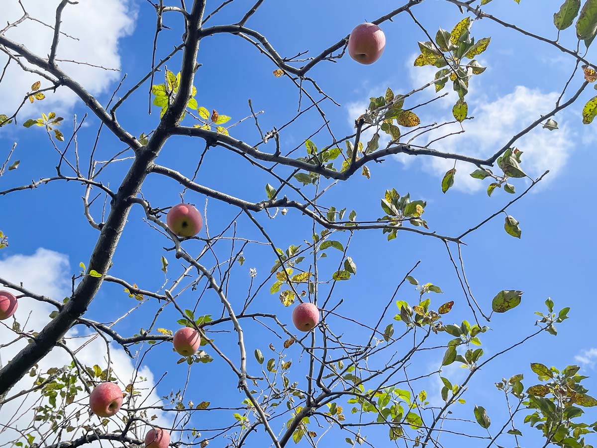 「生駒高原りんご園」で"ふじ"と"ぐんま名月"のりんご狩りしてみた！／宮崎県小林市