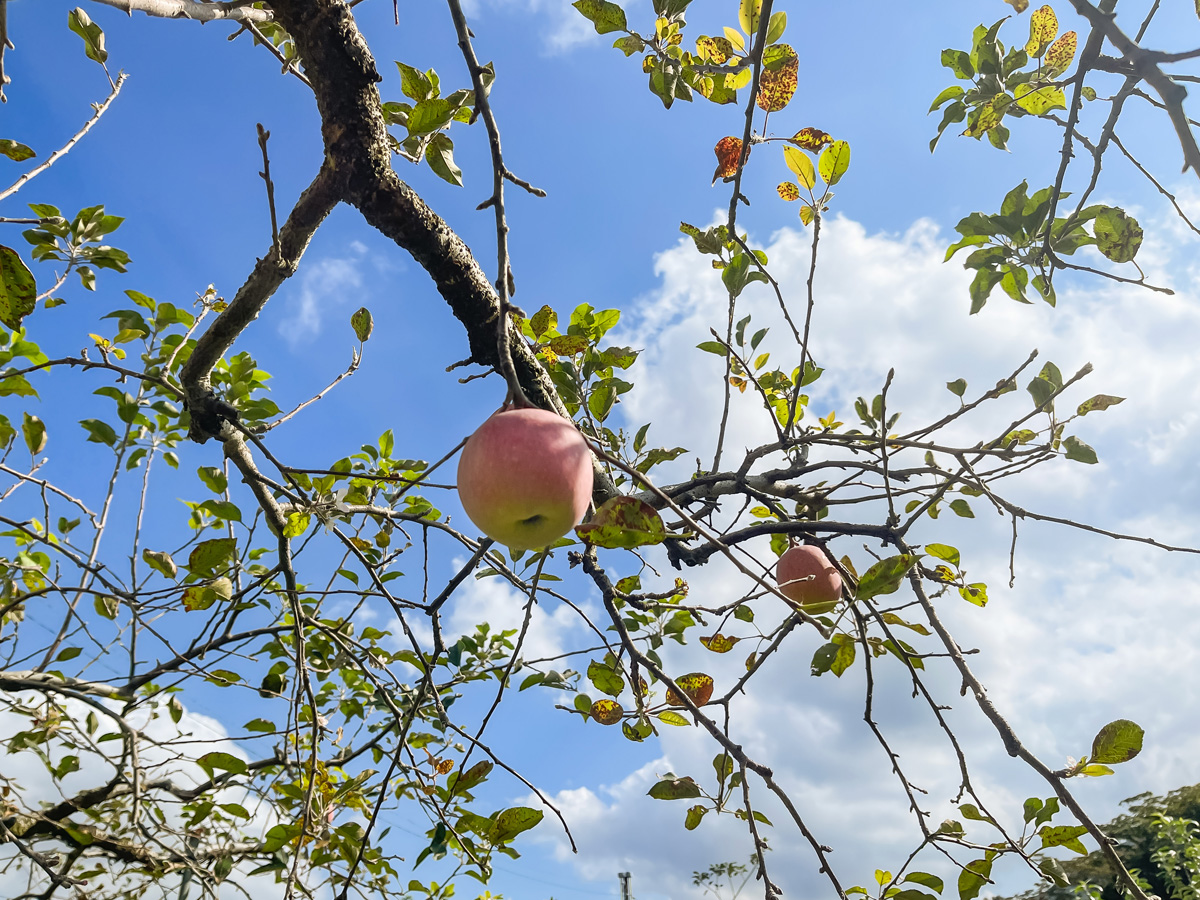 「生駒高原りんご園」で"ふじ"と"ぐんま名月"のりんご狩りしてみた！／宮崎県小林市