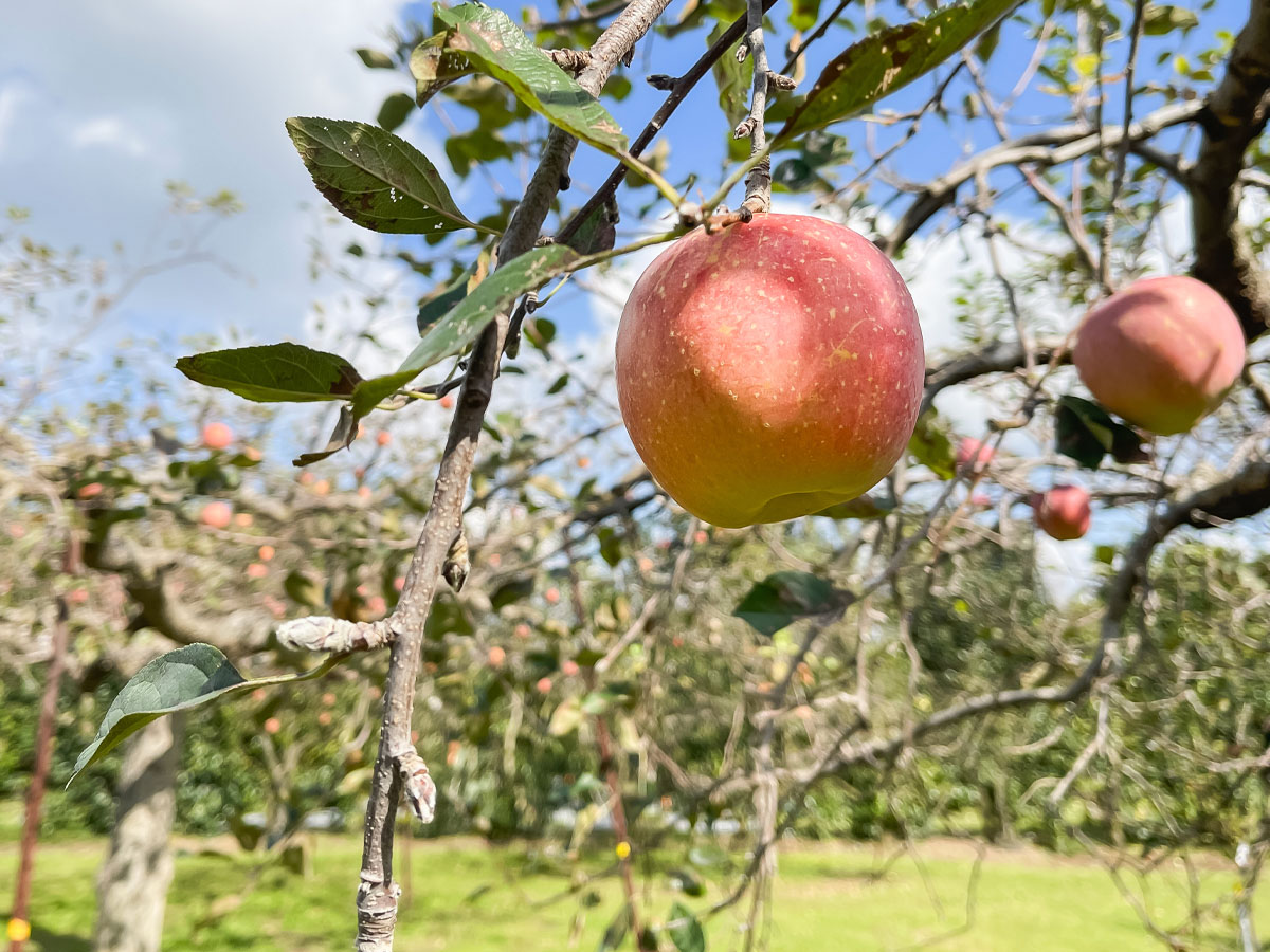 「生駒高原りんご園」で"ふじ"と"ぐんま名月"のりんご狩りしてみた！／宮崎県小林市