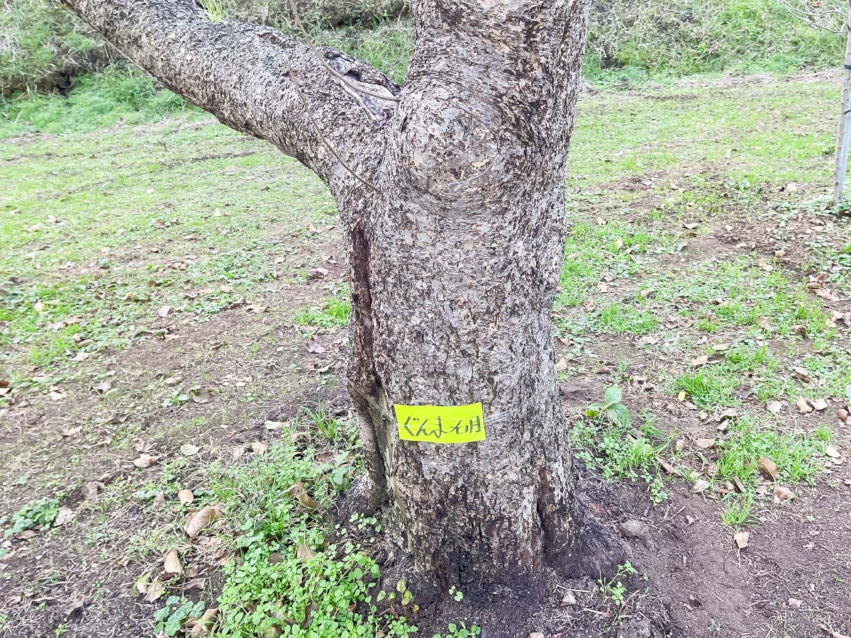「生駒高原りんご園」で"ふじ"と"ぐんま名月"のりんご狩りしてみた！／宮崎県小林市