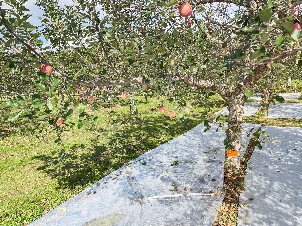 「生駒高原りんご園」で"ふじ"と"ぐんま名月"のりんご狩りしてみた！／宮崎県小林市