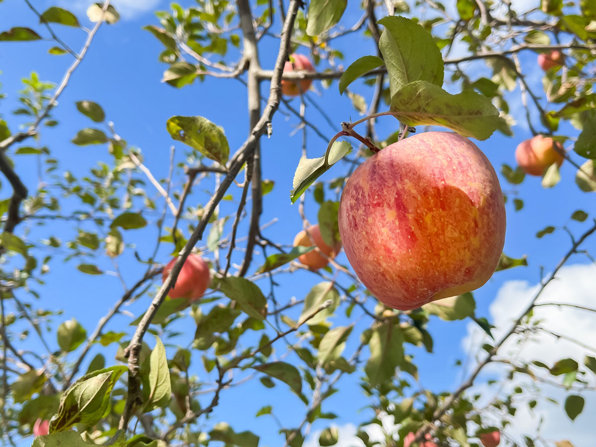 「生駒高原りんご園」で"ふじ"と"ぐんま名月"のりんご狩りしてみた！／宮崎県小林市
