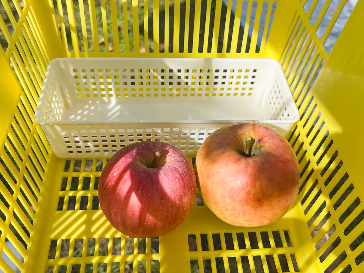 「生駒高原りんご園」で"ふじ"と"ぐんま名月"のりんご狩りしてみた！／宮崎県小林市