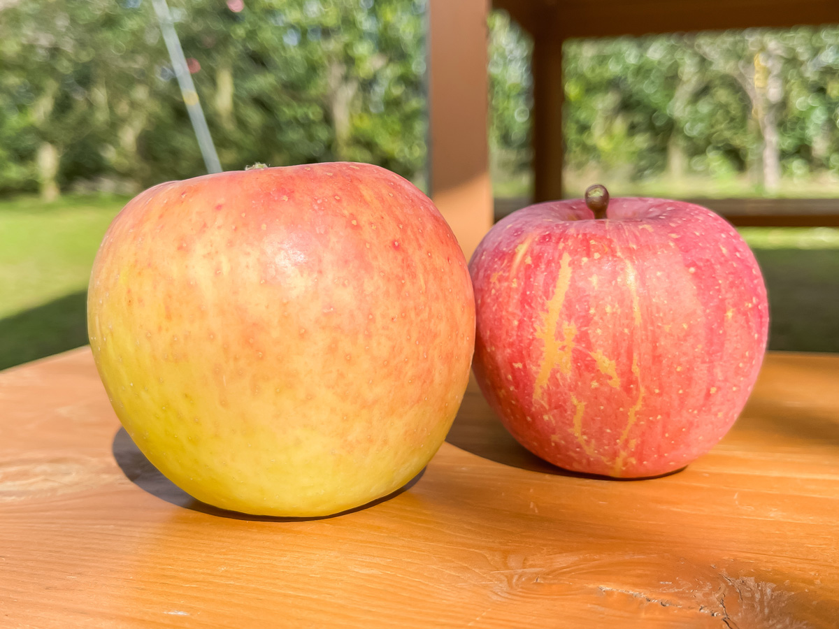 「生駒高原りんご園」で"ふじ"と"ぐんま名月"のりんご狩りしてみた！／宮崎県小林市