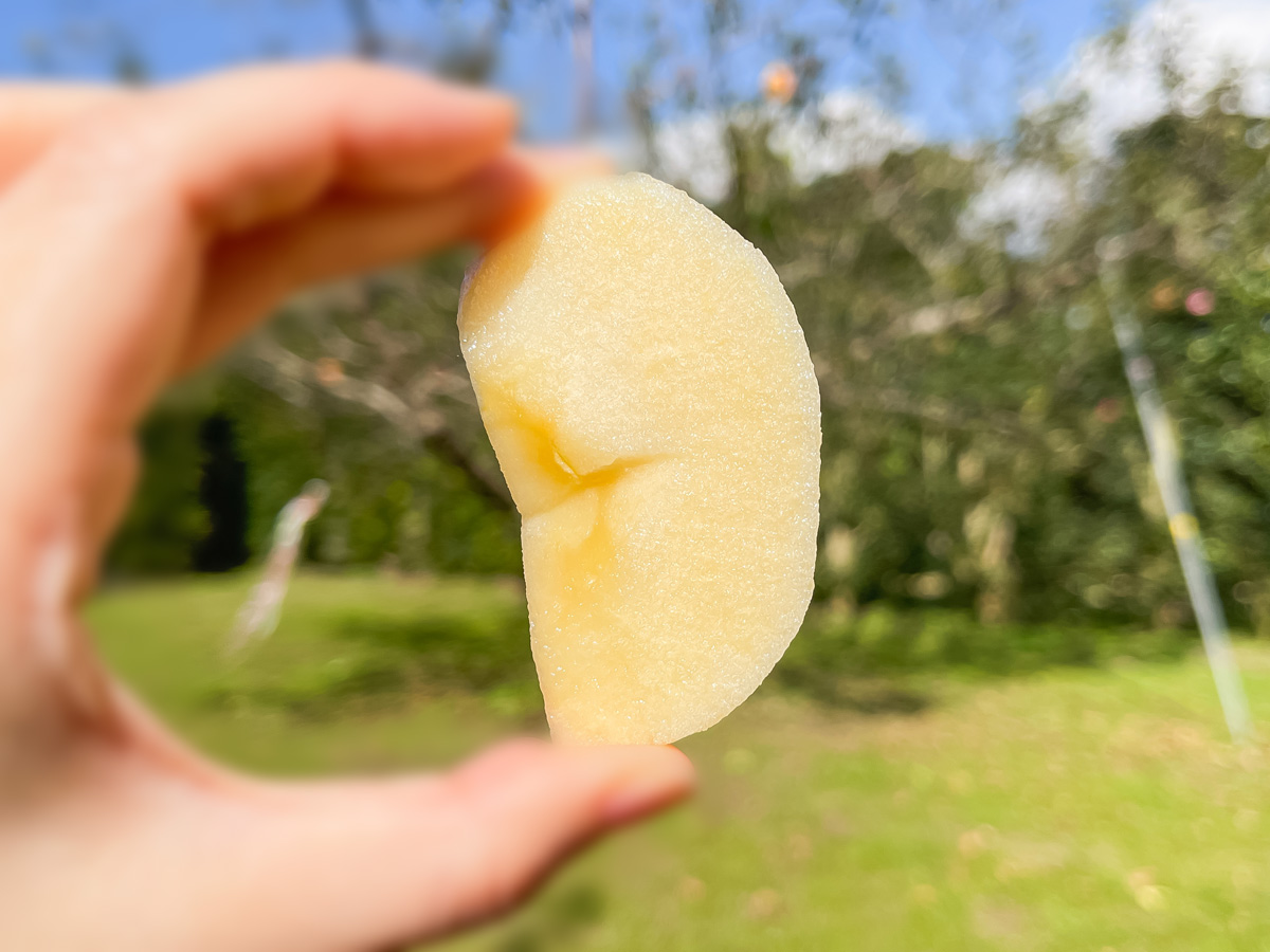 「生駒高原りんご園」で"ふじ"と"ぐんま名月"のりんご狩りしてみた！／宮崎県小林市