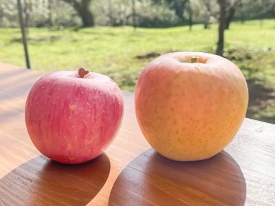 「生駒高原りんご園」で”ふじ”と”ぐんま名月”のりんご狩りしてみた！／宮崎県小林市
