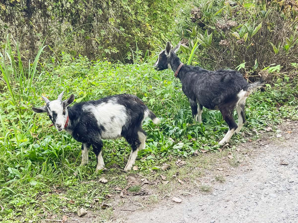 「高原アイスクリーム研究所」で黒蜜きなこソフトクリームパフェ食べたよ/宮崎県高原町