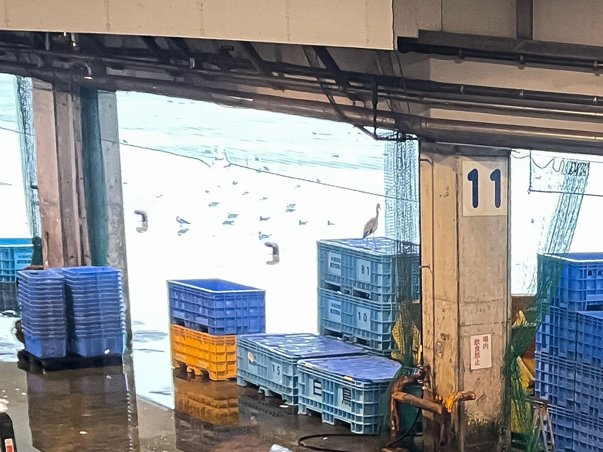 「氷見港魚市場食堂」でブリ丼定食、白えびの刺身とコロッケ食べた!/富山県氷見港