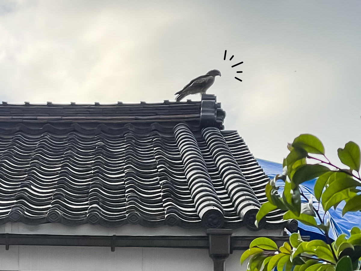 菓子舗「大塚屋」の三角どら焼き買ってみたよ／富山県岩瀬町