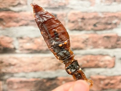 釣屋魚問屋が手掛ける「つりや」でほたるいかと甘えびの素干し買ってみた！／富山県東岩瀬町