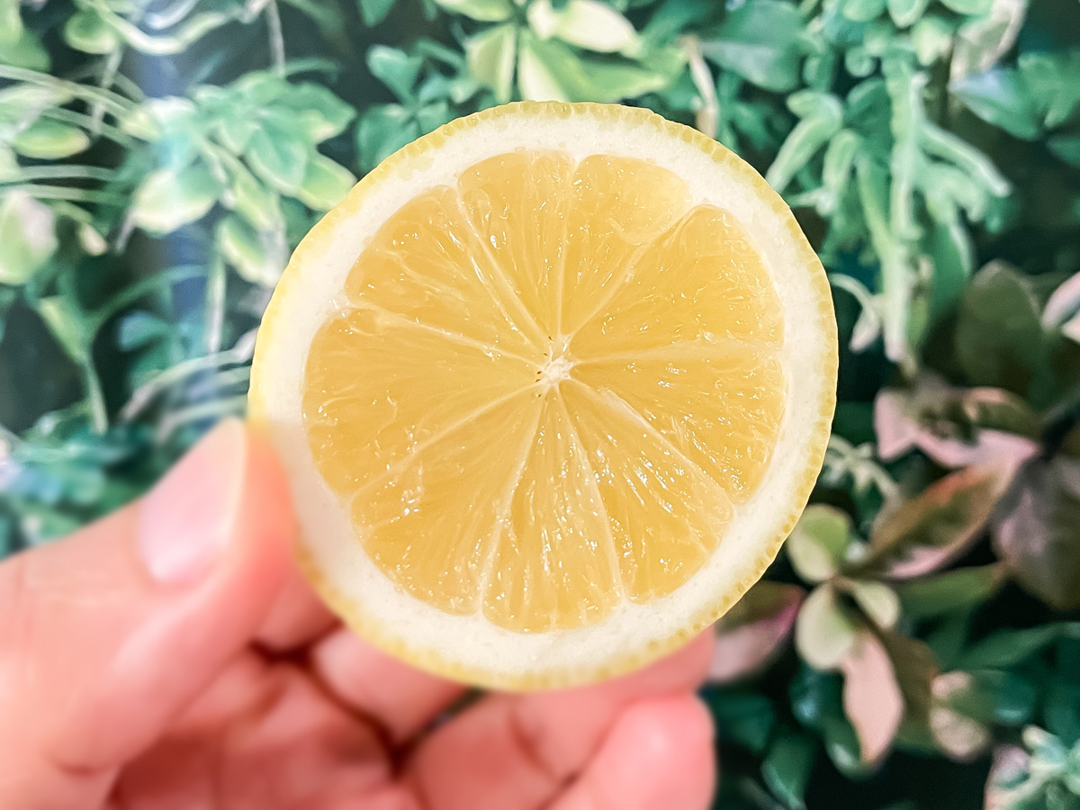 ヒューリック(3003)の株主優待で、広島 大崎上島 瀬戸内イエローレモンがきた！